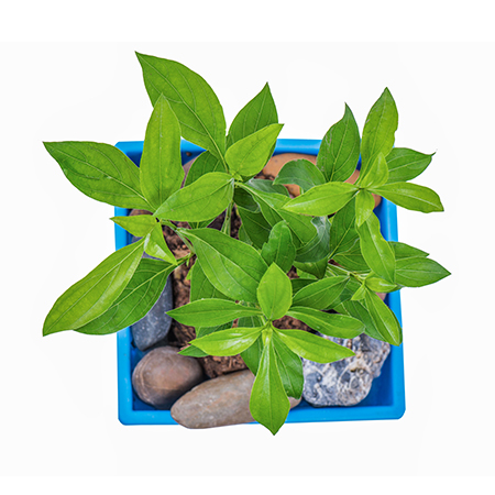 Vajradanti Plant